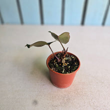 Load image into Gallery viewer, #RB8 Anthurium NOID x Warocqueanum