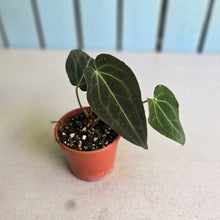 Load image into Gallery viewer, #RD6 Anthurium NOID