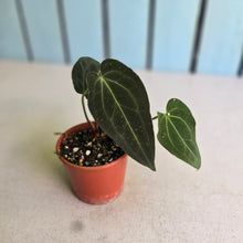 Load image into Gallery viewer, #RD6 Anthurium NOID