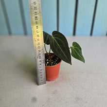 Load image into Gallery viewer, #RD6 Anthurium NOID
