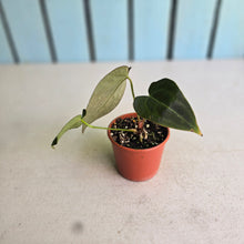 Load image into Gallery viewer, #RD6 Anthurium NOID