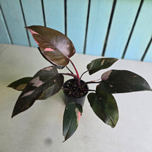 Load image into Gallery viewer, #R46 Philodendron Pink Princess