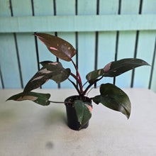 Load image into Gallery viewer, #R46 Philodendron Pink Princess