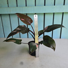 Load image into Gallery viewer, #R46 Philodendron Pink Princess