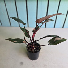 Load image into Gallery viewer, #R46 Philodendron Pink Princess