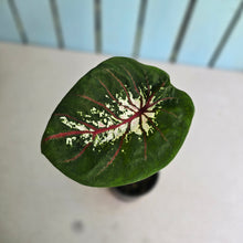 Load image into Gallery viewer, #R17 Lotus Caladium