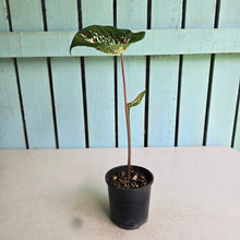 Load image into Gallery viewer, #R17 Lotus Caladium