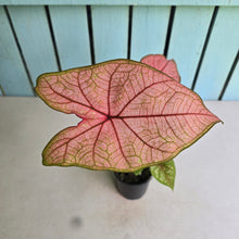 Load image into Gallery viewer, #R68 Caladium