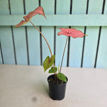 Load image into Gallery viewer, #R68 Caladium