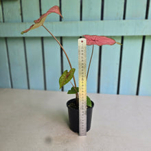 Load image into Gallery viewer, #R68 Caladium
