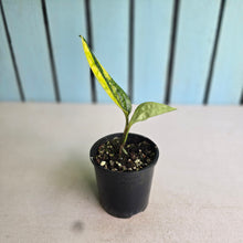 Load image into Gallery viewer, #RA12 Variegated Monstera Peru