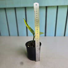 Load image into Gallery viewer, #RA12 Variegated Monstera Peru