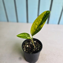 Load image into Gallery viewer, #RA12 Variegated Monstera Peru