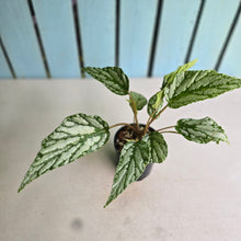 Load image into Gallery viewer, #D84 Begonia Hatacoa