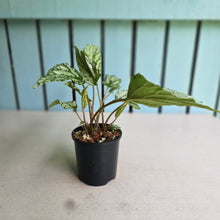 Load image into Gallery viewer, #D84 Begonia Hatacoa