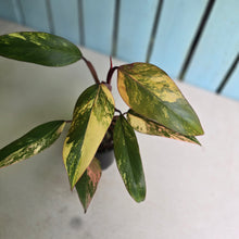 Load image into Gallery viewer, #RA17 Philodendron Strawberry Shake
