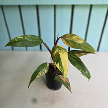 Load image into Gallery viewer, #RA17 Philodendron Strawberry Shake