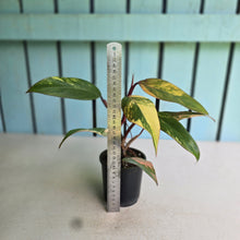 Load image into Gallery viewer, #RA17 Philodendron Strawberry Shake