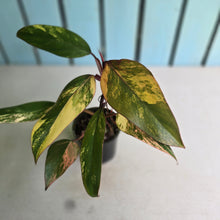 Load image into Gallery viewer, #RA17 Philodendron Strawberry Shake