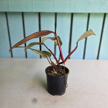 Load image into Gallery viewer, #RA17 Philodendron Strawberry Shake