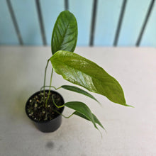 Load image into Gallery viewer, #RD3 Anthurium Furcatum
