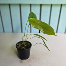Load image into Gallery viewer, #RD3 Anthurium Furcatum