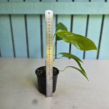 Load image into Gallery viewer, #RD3 Anthurium Furcatum