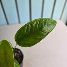 Load image into Gallery viewer, #RD3 Anthurium Furcatum