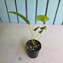 Load image into Gallery viewer, #RD3 Anthurium Furcatum