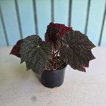 Load image into Gallery viewer, #RD28 Begonia U485