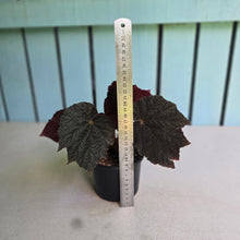 Load image into Gallery viewer, #RD28 Begonia U485