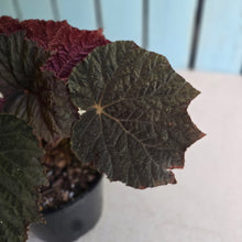 Load image into Gallery viewer, #RD28 Begonia U485