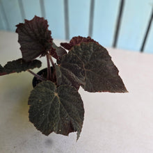 Load image into Gallery viewer, #RD28 Begonia U485