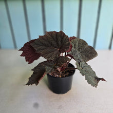 Load image into Gallery viewer, #RD28 Begonia U485
