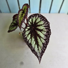 Load image into Gallery viewer, #RD22 Begonia Fireworks