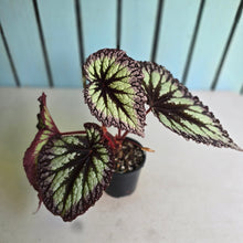 Load image into Gallery viewer, #RD22 Begonia Fireworks