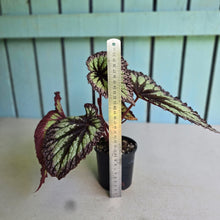 Load image into Gallery viewer, #RD22 Begonia Fireworks