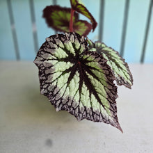 Load image into Gallery viewer, #RD22 Begonia Fireworks