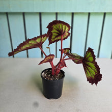 Load image into Gallery viewer, #RD22 Begonia Fireworks