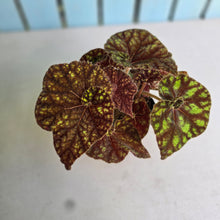 Load image into Gallery viewer, #RB21 Begonia Cowardly Lion
