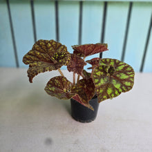 Load image into Gallery viewer, #RB21 Begonia Cowardly Lion