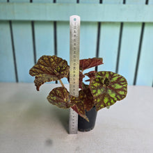Load image into Gallery viewer, #RB21 Begonia Cowardly Lion