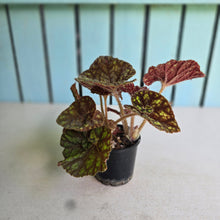 Load image into Gallery viewer, #RB21 Begonia Cowardly Lion