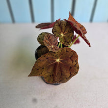 Load image into Gallery viewer, #RA19 Begonia 'Stranger Things'