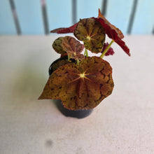 Load image into Gallery viewer, #RA19 Begonia 'Stranger Things'