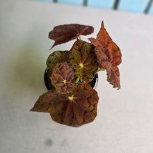Load image into Gallery viewer, #RA19 Begonia 'Stranger Things'