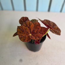 Load image into Gallery viewer, #RA19 Begonia 'Stranger Things'