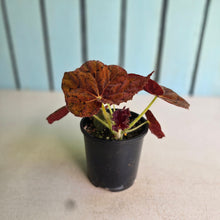 Load image into Gallery viewer, #RA19 Begonia 'Stranger Things'