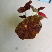 Load image into Gallery viewer, #RA19 Begonia 'Stranger Things'