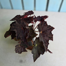Load image into Gallery viewer, #R482 Begonia Unknown